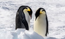 Emperor penguins in Antarctica.