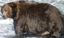 The Fat Bear Week Champion bear 747 fishing in Katmai National Park and Preserve's Brooks River.