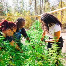 Black farmers denied loans teach each other how to make money growing hemp