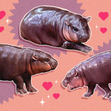 images of the hippo moo deng with a background of hearts and stars