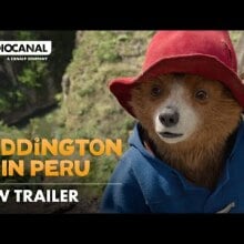 Paddington Bear in Peru.