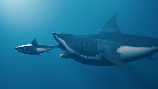 A conception of a giant shark, like a megalodon, hunting smaller prey.