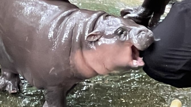 Moo Deng the hippo bites a person's knee