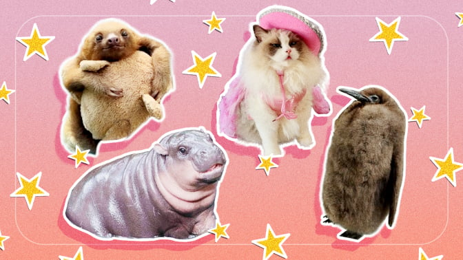 A composite of cute animals on the internet: a baby sloth, a baby hippo, a ragdoll cat, and a baby penguin