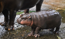 Moo Deng, a two-month-old female pygmy hippo who has recently become a viral internet sensation, stands next to her mother Jona, 25, at Khao Kheow Open Zoo in Chonburi province on September 15, 2024.