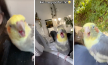 Three images of TikTok videos showing cockatiels on people's shoulders.