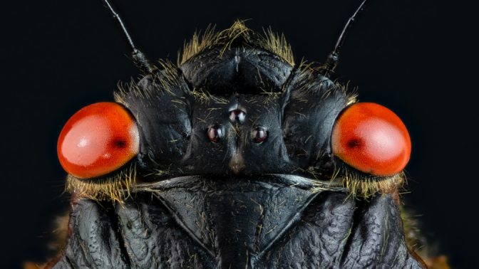 The head of a cicada that emerged in 2021 as part of Brood X.